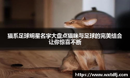 猫系足球明星名字大盘点猫咪与足球的完美结合让你惊喜不断